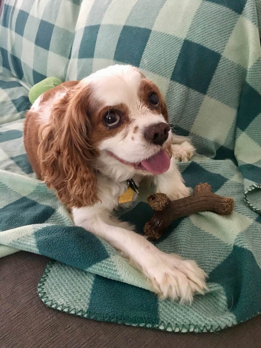 Winston the rescue dog, a King Charles Cavalier Spaniel