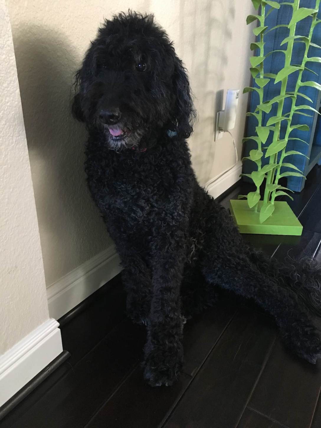 Ellie the black golden doodle