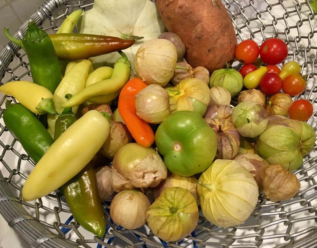 Community garden harvest: peppers, tomatoes, and tomatillos