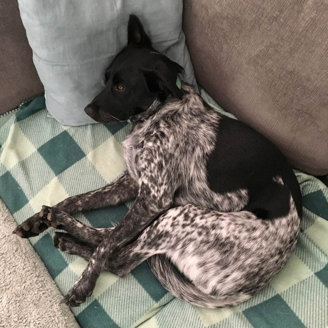 Juniper's pretzel legs