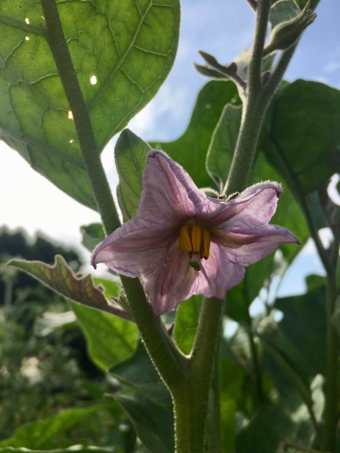 Eggplant flower