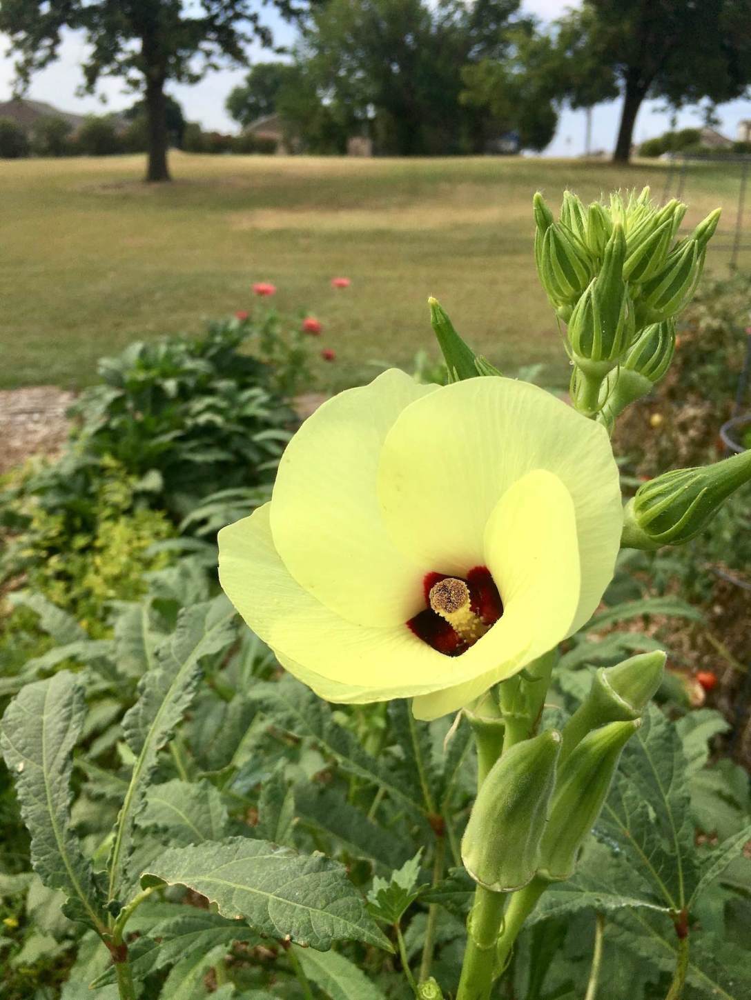 Okra flower stalk