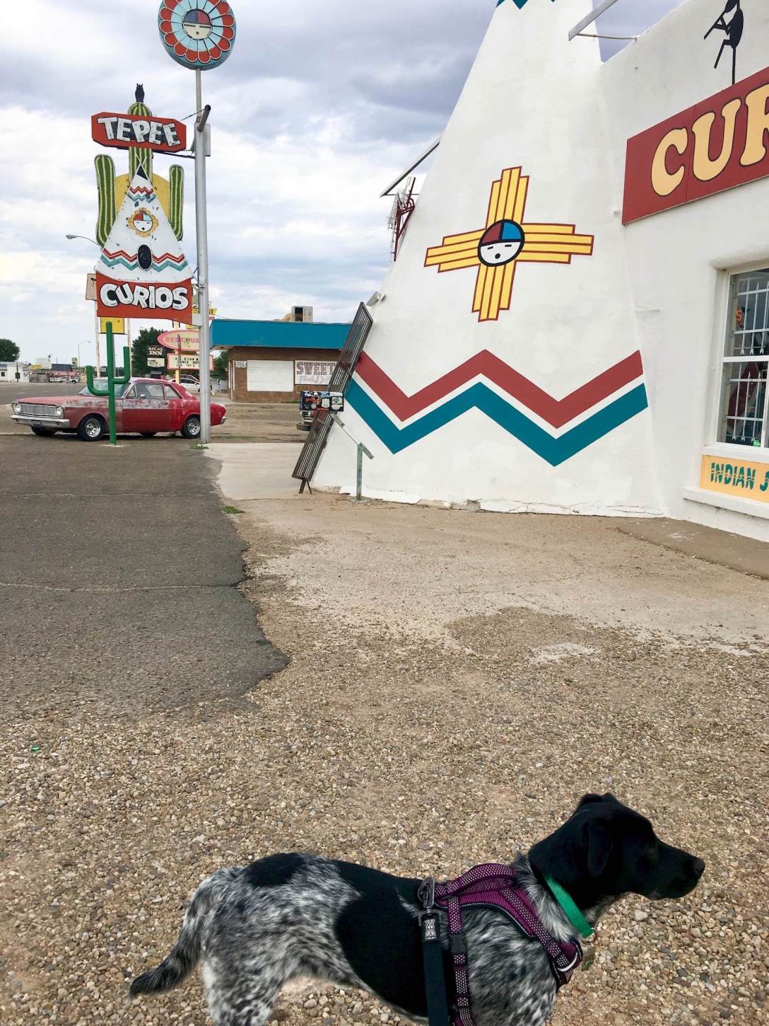 Juniper in front of Tepee Curios gift shop on Route 66 in Tucumcari, New Mexico