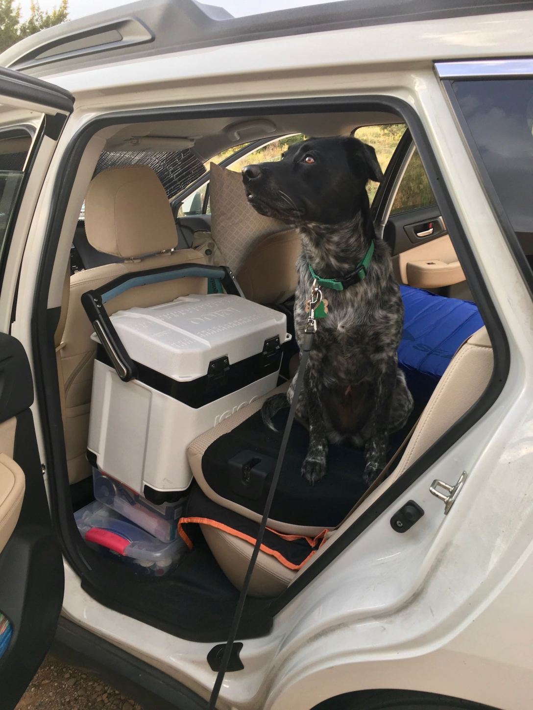 Juniper in the Subaru, ready to go