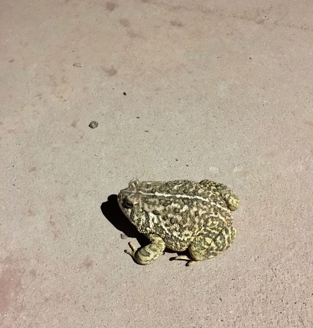 Toad at Conchas Lake State Park, New Mexico
