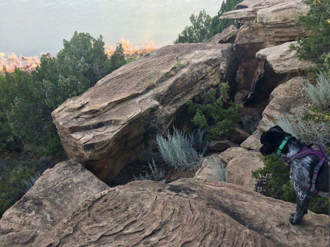 Juniper overlooking Conchas Lake
