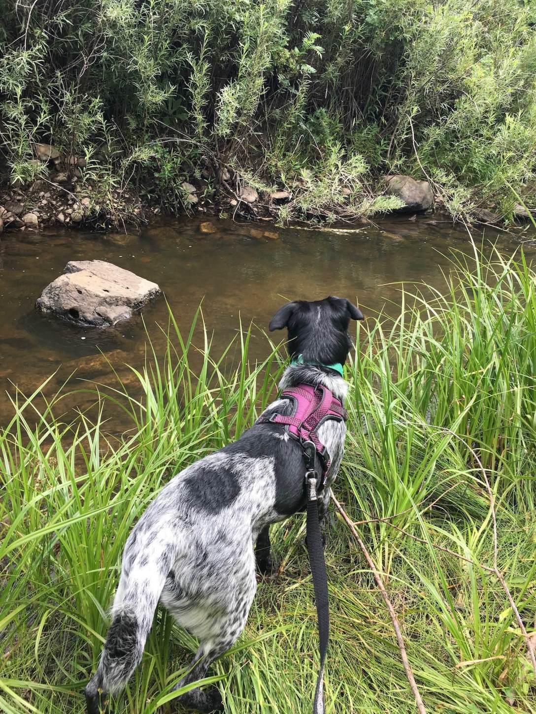 Juniper contemplating a dip in Coyote Creek