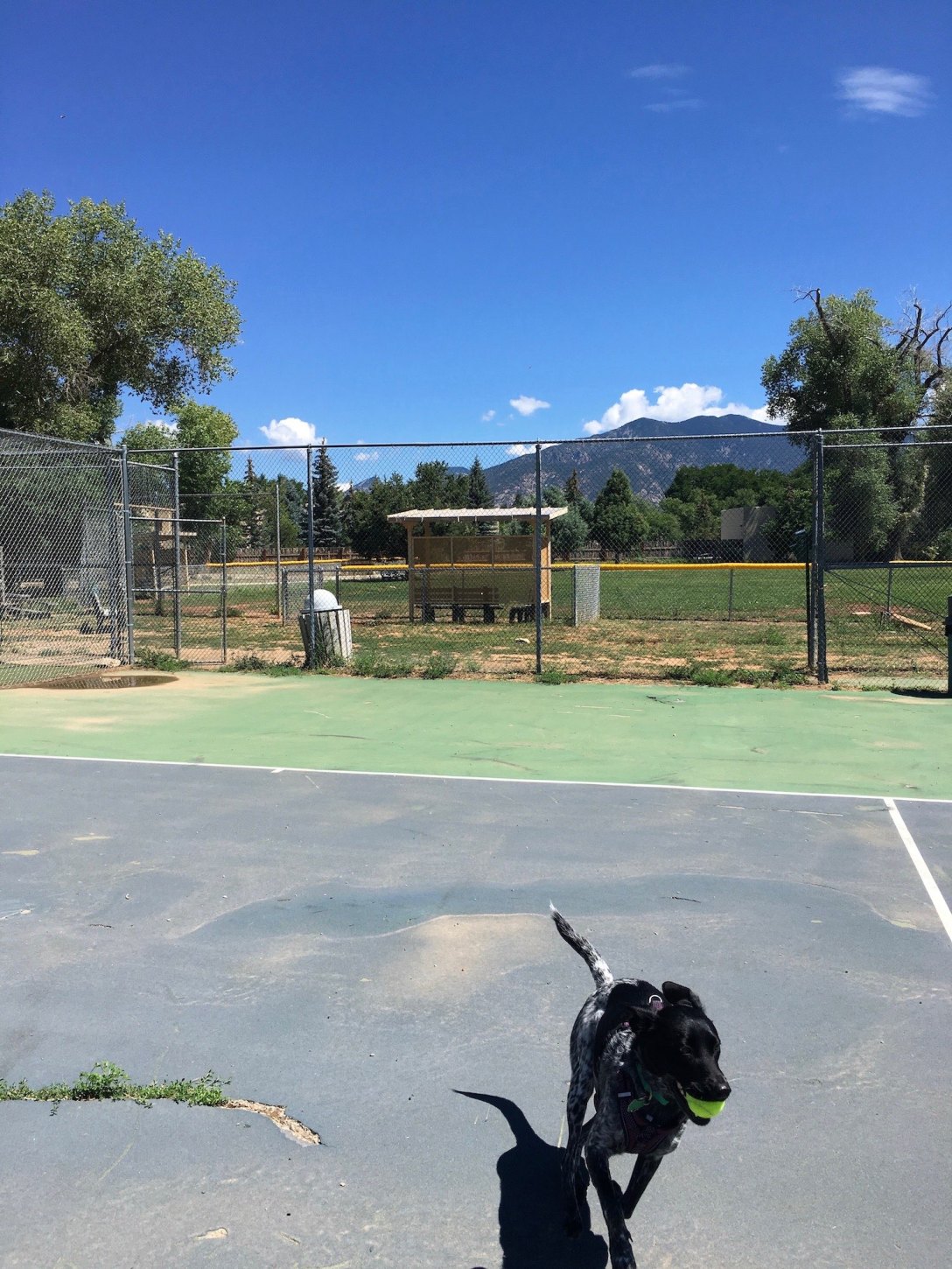 Juniper at Taos tennis court off-leash dog area at Kit Carson Park in Taos, New Mexico
