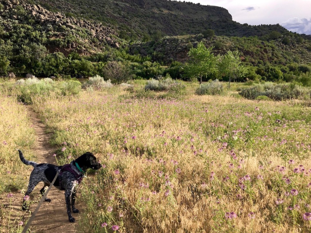 Juniper the Wonder Dog in the August wildflowers alongside the Rio Grande in Orilla Verde Recreation Area