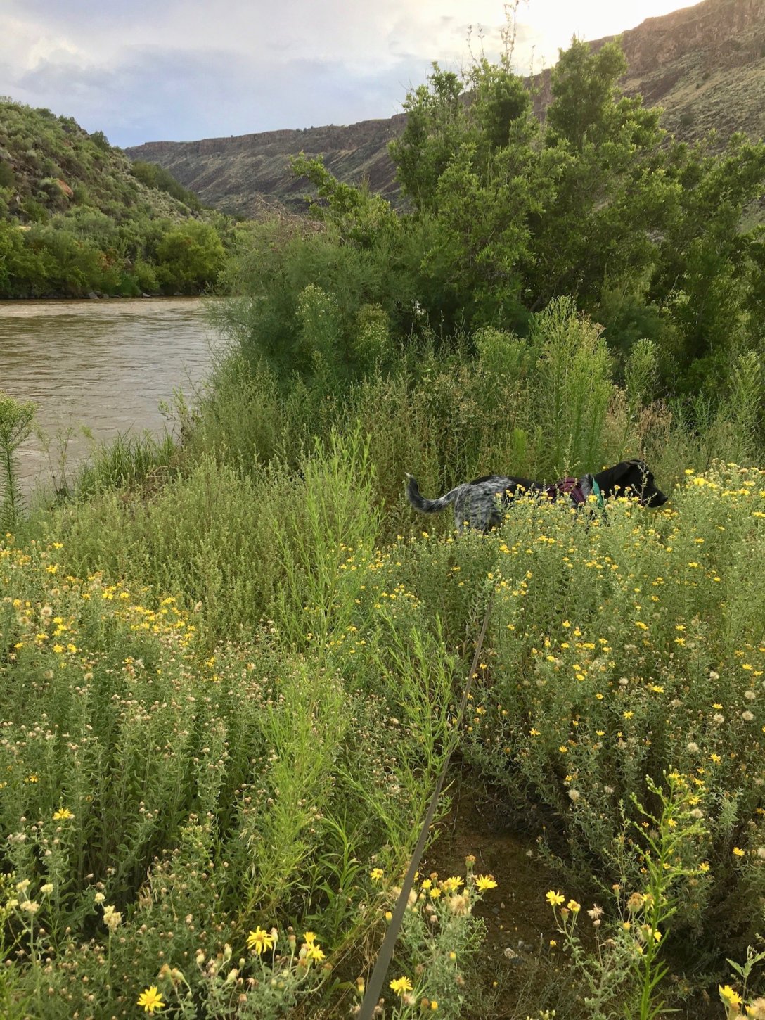Juniper the Wonder Dog in the August wildflowers alongside the Rio Grande in Orilla Verde Recreation Area
