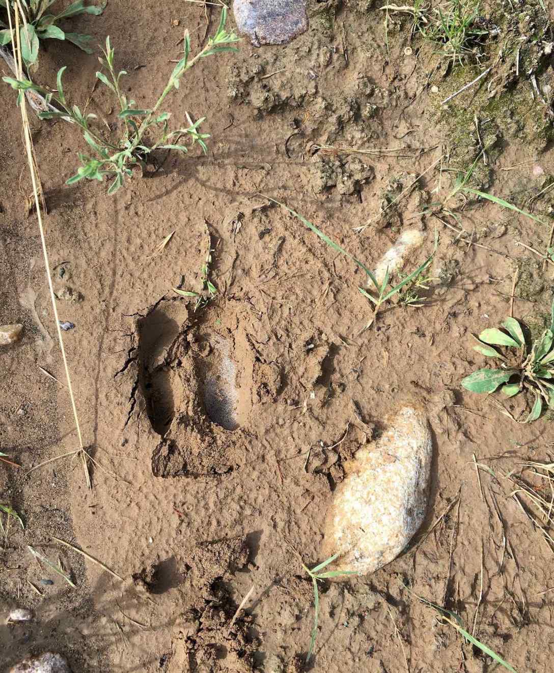 Deer or Bighorn Sheep and Mountain Lion Footprints in Rio Grande del Norte National Monument