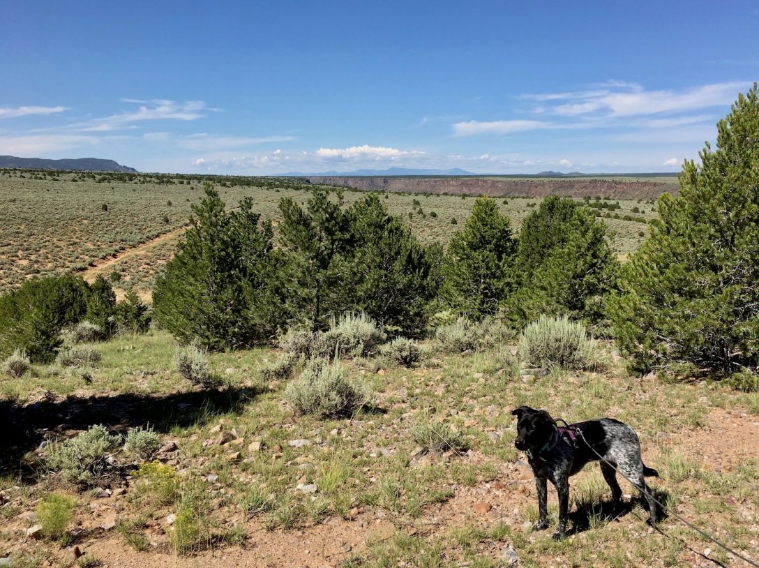 Juniper the Wonder Dog at the end of the Picuris Trail in Orilla Verde Recreation Area