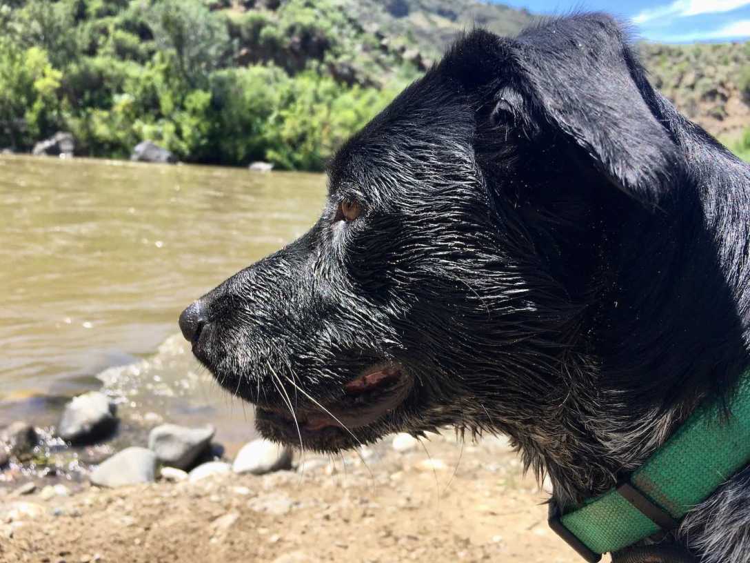 Juniper the Wonder Dog after swimming in the Rio Grande
