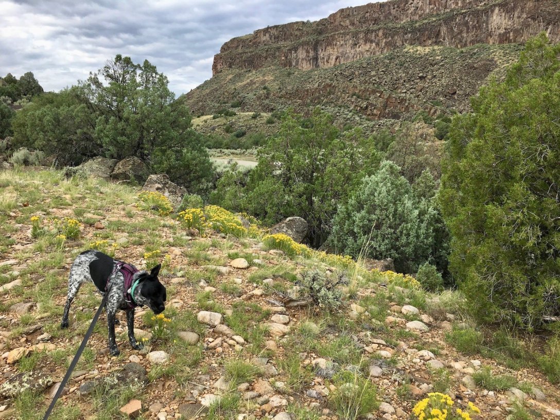 Juniper the Wonder Dog on the Vista Verde trail in Orilla Verde Recreation Area