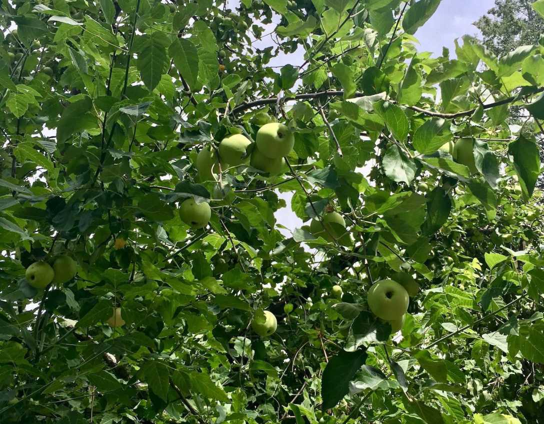 Old apple tree in the Cottonwood picnic area in Bandelier National Monument