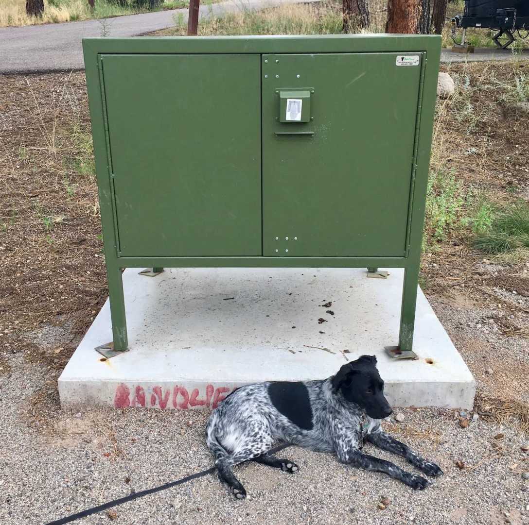 Juniper guards the bear box at my campsite in Bandelier National Monument