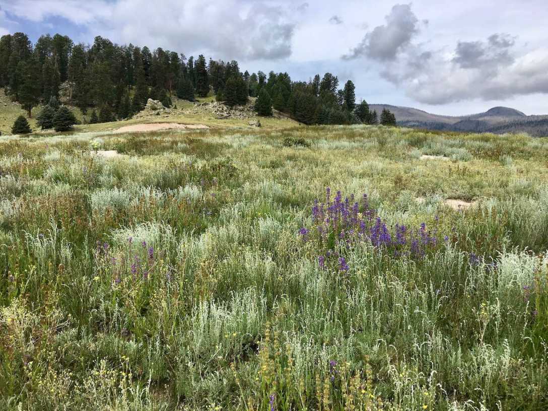 Cerro La Jara trail through Wildflower meadow in Valley Grande, Valle Caldera National Preserve