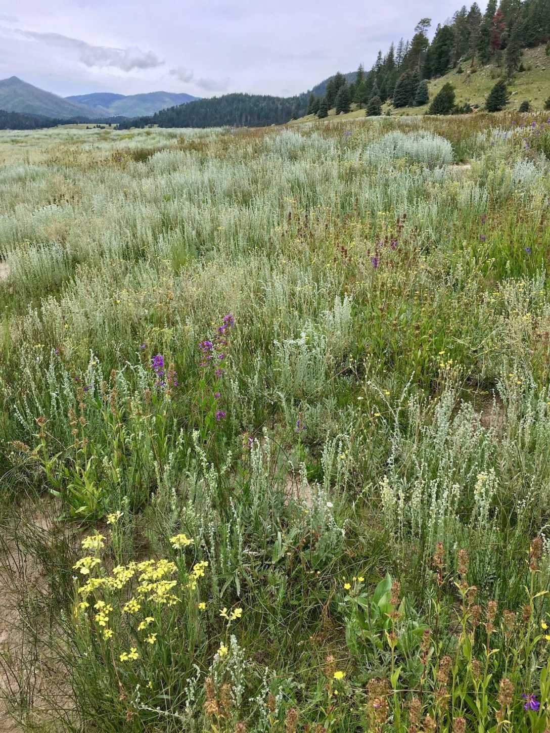 Hiking through wildflower meadow on Cerro La Jara trail , Valle Caldera National Preserve