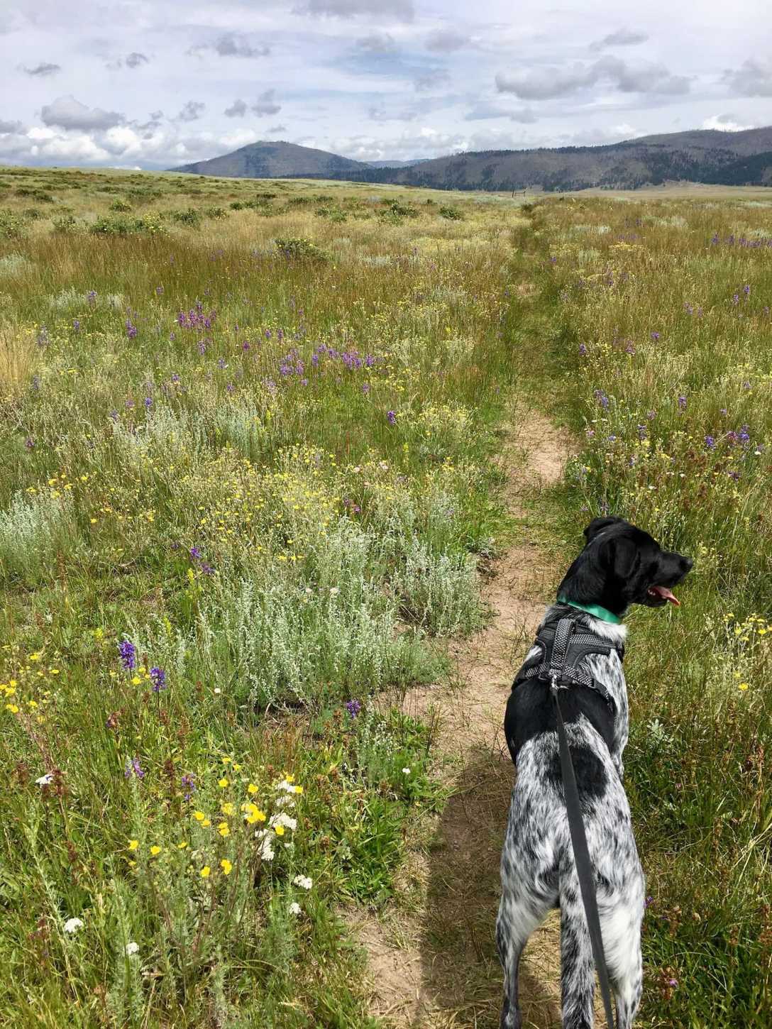 Juniper the Wonder Dog hikes through wildflower meadow on Cerro La Jara trail , Valle Caldera National Preserve
