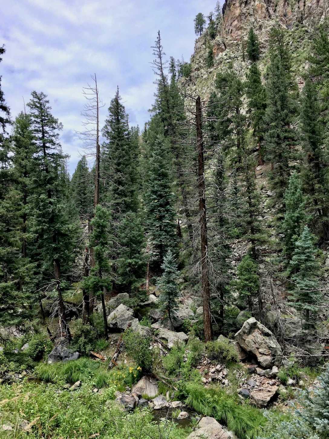 Santa Fe National Forest near Valle Caldera National Monument