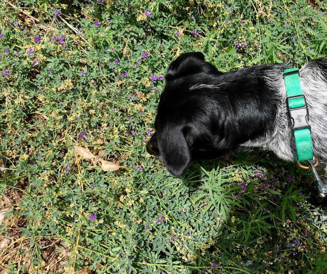 Juniper the Wonder Dog meets a hummingbird in Jemez Springs, New Mexico