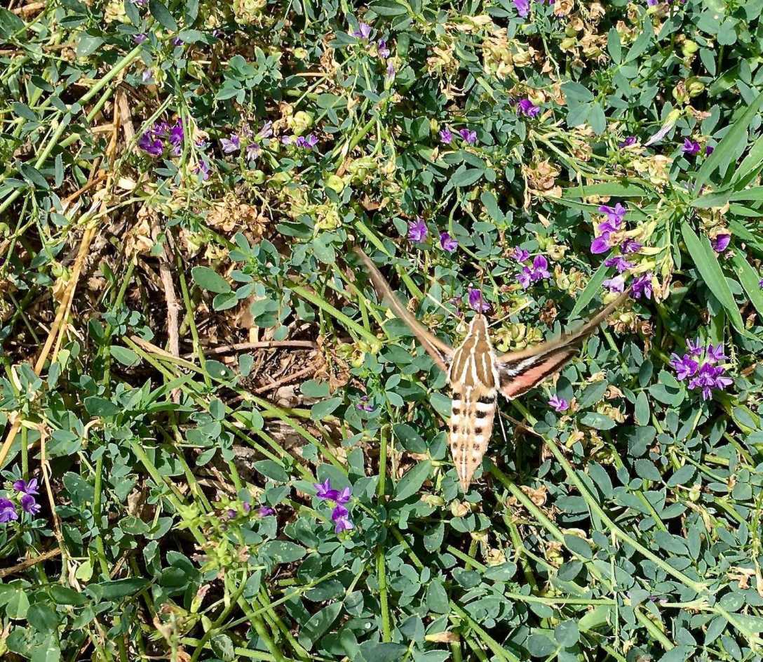 Hummingbird in Jemez Springs, New Mexico