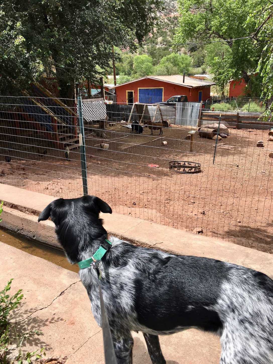 Juniper checks out the chicken and goat pen at Jemez Stage Stop Cafe in Jemez Springs, New Mexico