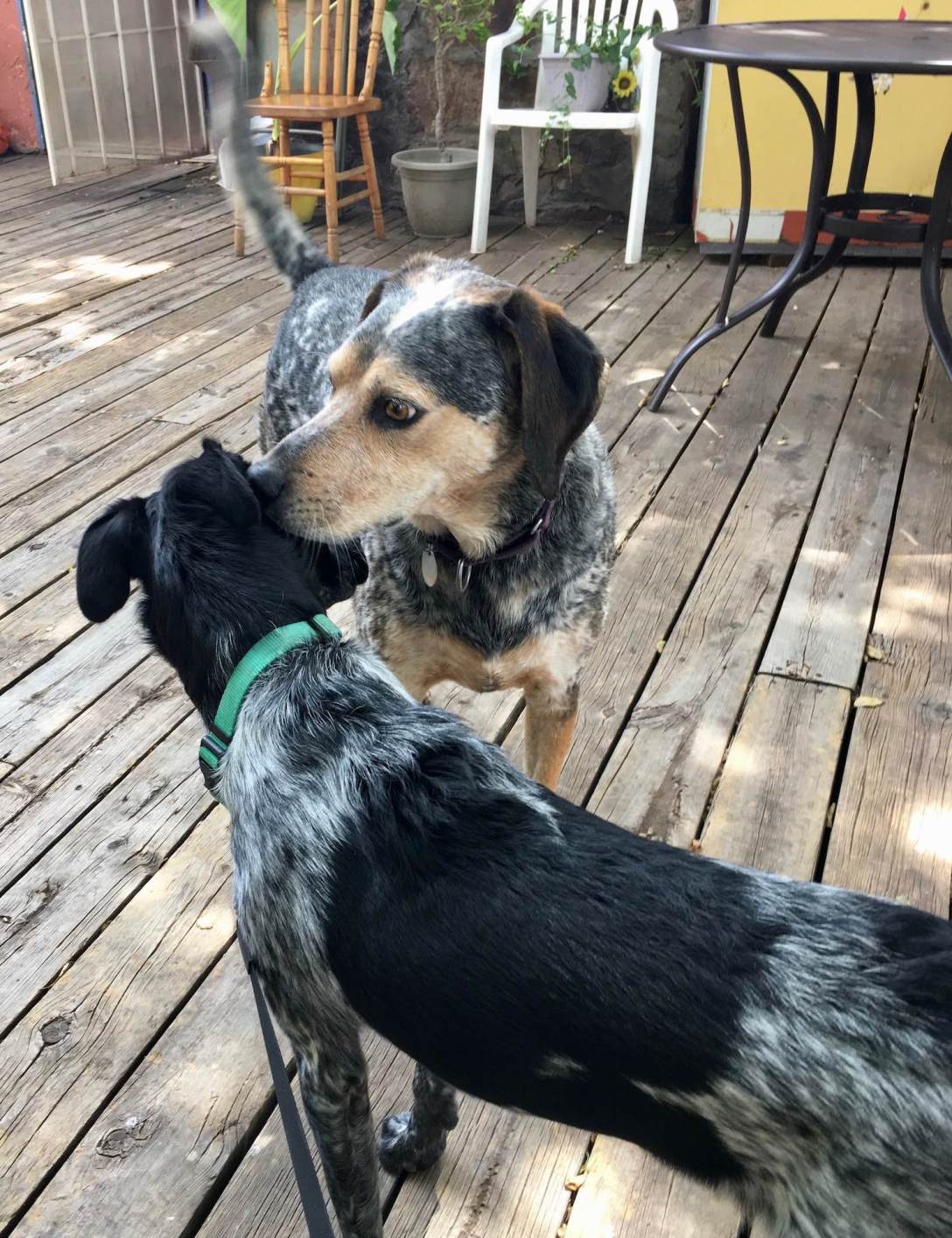 Juniper the Wonder Dog with a new friend at Jemez Stage Stop Cafe in Jemez Springs, New Mexico
