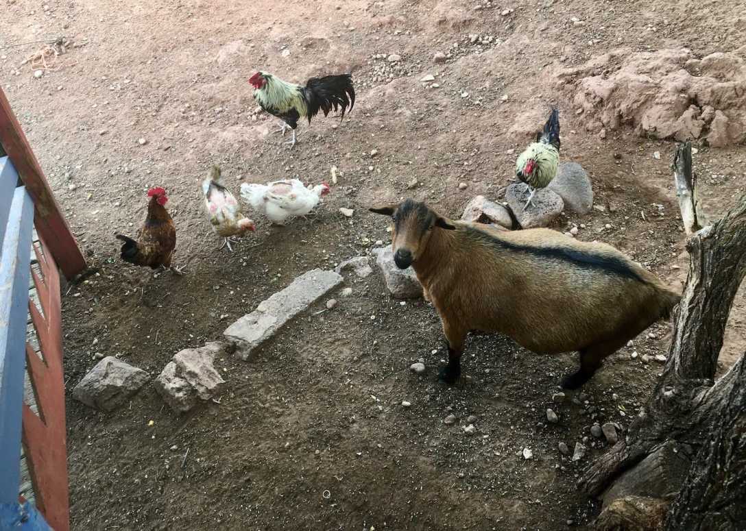 Chicken and goat pen at Jemez Stage Stop Cafe in Jemez Springs, New Mexico