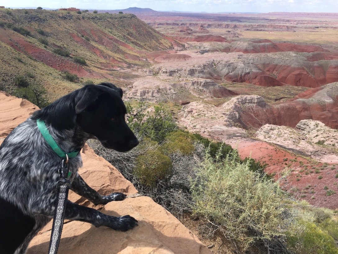 Juniper the Wonder Dog at the Painted Desert in Petrified Forest National Park