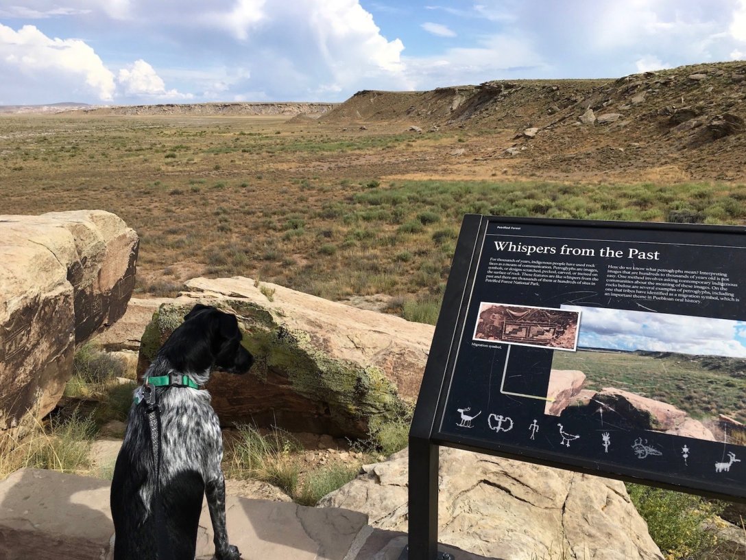 Juniper looks for Petroglyphs at Puerco Pueblo in Petrified Forest National Park
