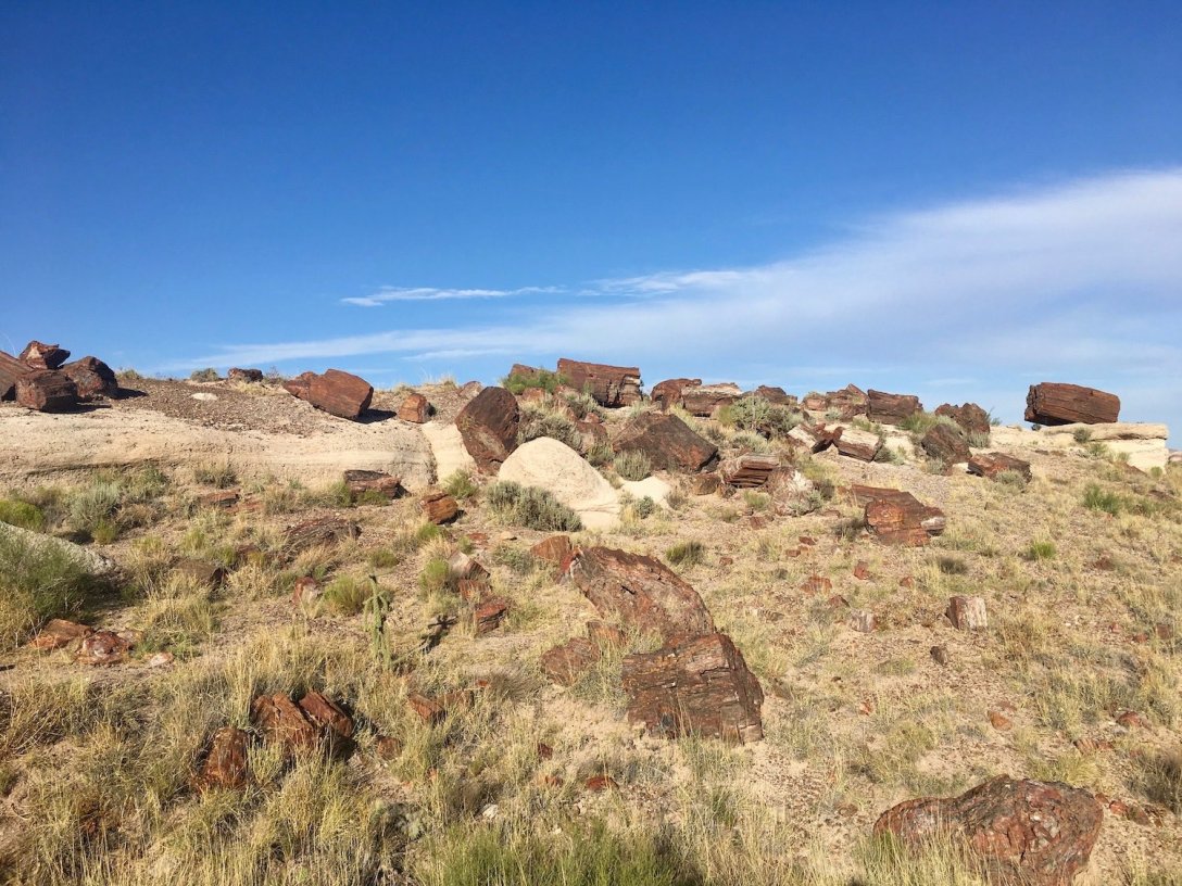 Rainbow Forest in Petrified Forest National Park