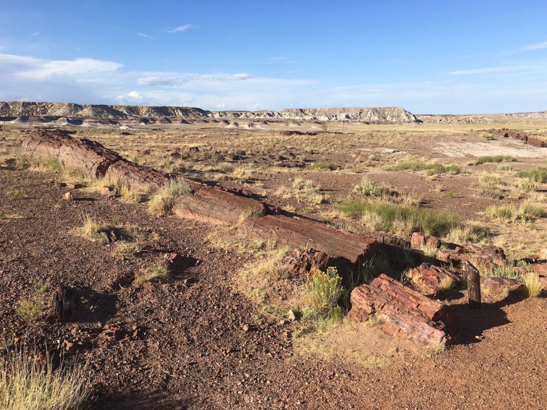 Rainbow Forest in Petrified Forest National Park