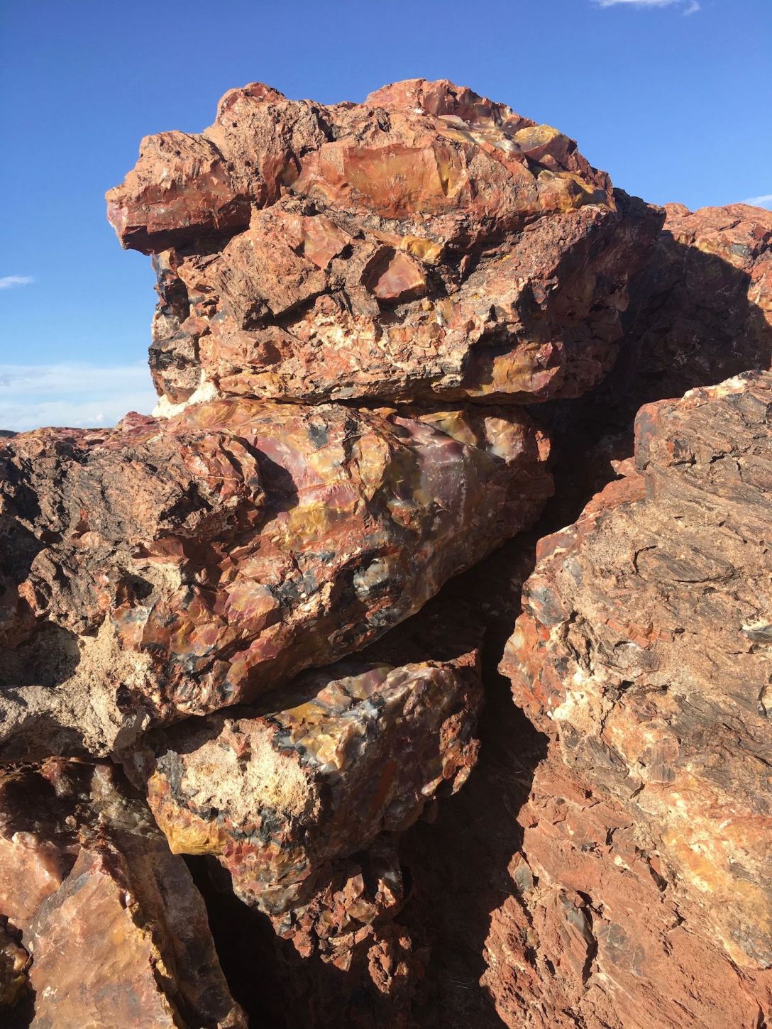 Massive petrified trees at Rainbow Forest in Petrified Forest National Park