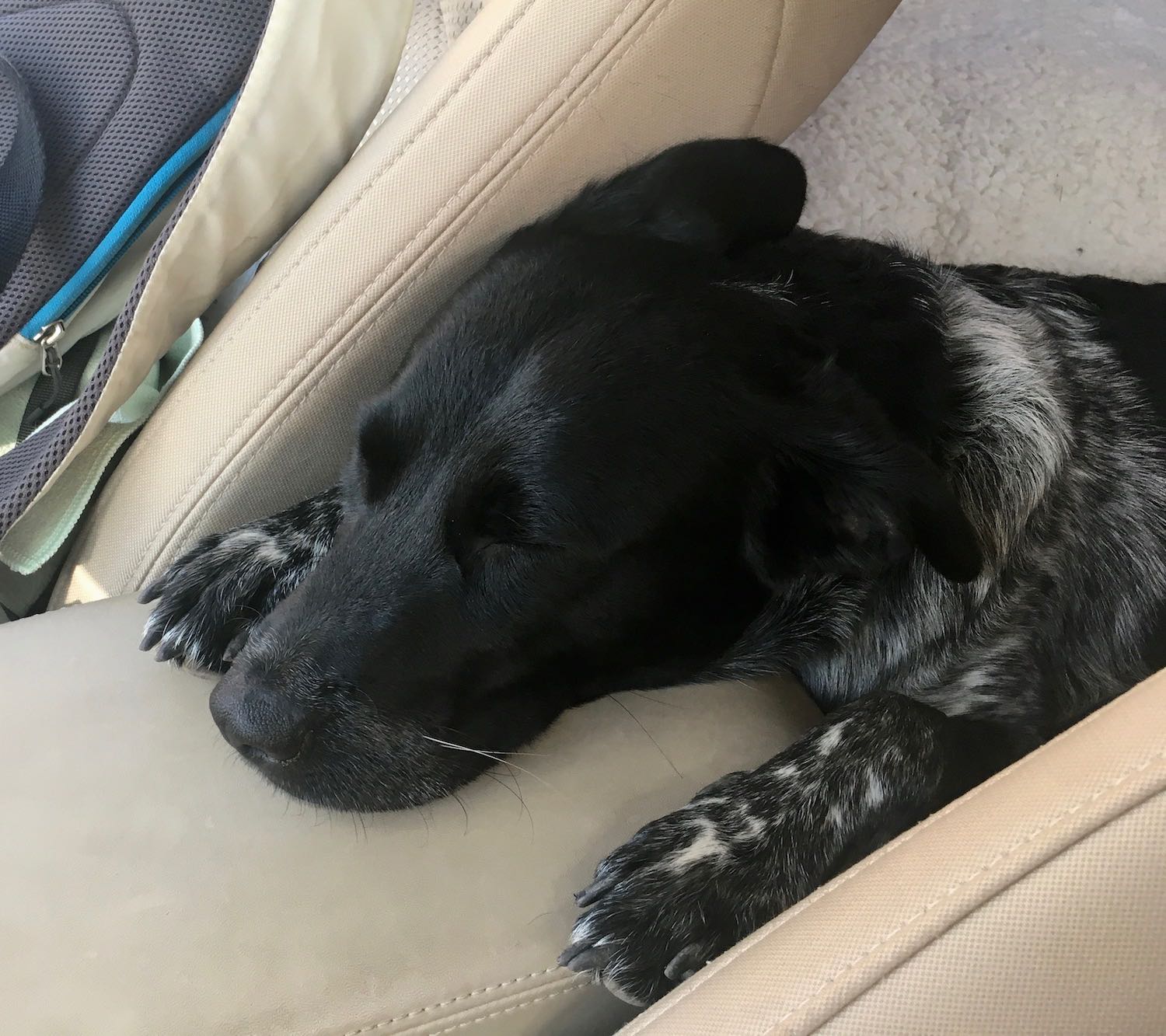 Juniper the Wonderdog crashed after a long walk